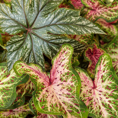 Pegasus begonia with silver leaves and pink flowers in a pot