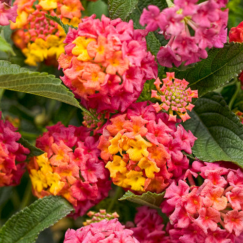 Luscious® Berry Blend™ Lantana | Proven Winners