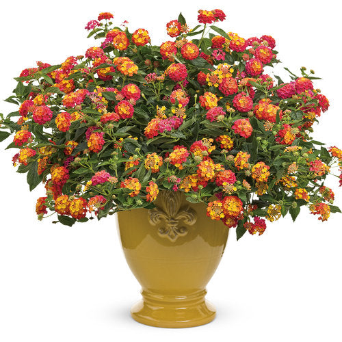 Luscious® Berry Blend™ Lantana | Proven Winners