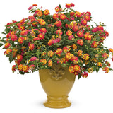 Luscious® Berry Blend™ Lantana | Proven Winners