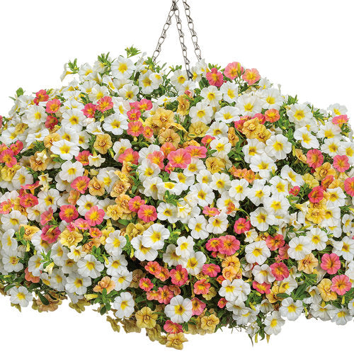 Superbells® Coral Sun | Proven Winners – Creekside Nursery, Inc