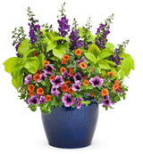 ColorBlaze Lime Time coleus in a container with lime leaves