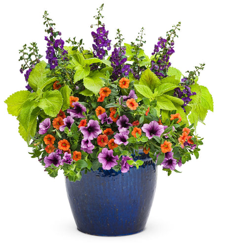 ColorBlaze Lime Time coleus in a container with lime leaves