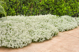 Snow Princess sweet alyssum blooming in a container