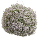 Blushing Princess sweet alyssum in a small pot