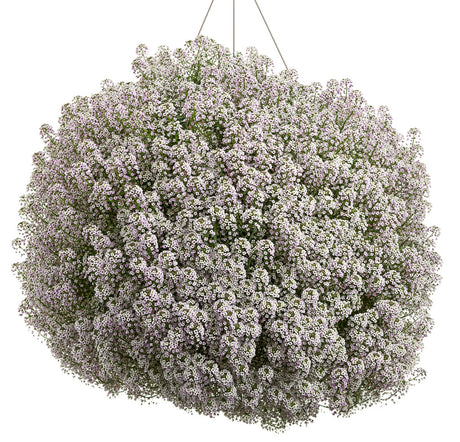 Blushing Princess sweet alyssum in a small pot
