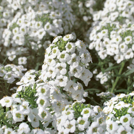 Snow Princess sweet alyssum in a pot, with white flowers