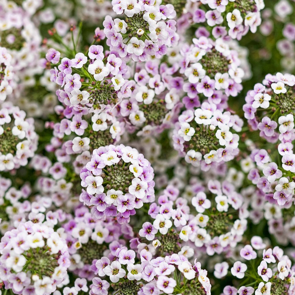 Blushing Princess® Sweet Alyssum | Proven Winners® – Creekside