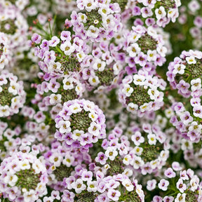 Blushing Princess sweet alyssum in a container with pink flowers