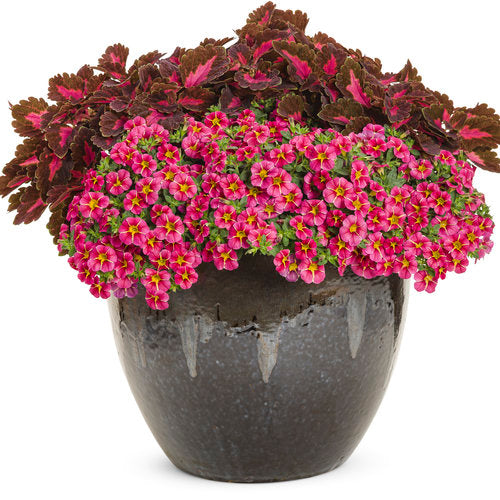 Superbells® Cherry Star | Proven Winners