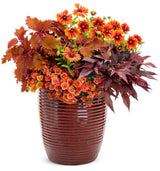 ColorBlaze Wicked Hot coleus in a nursery pot