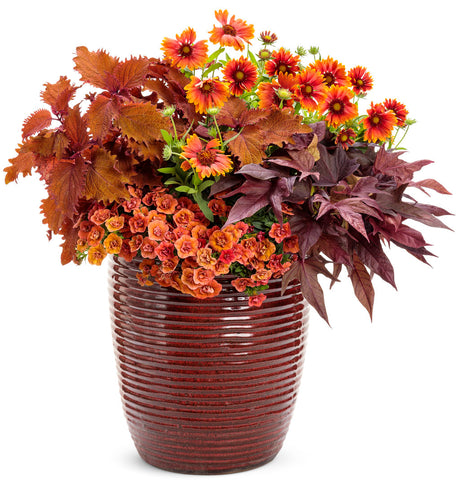 ColorBlaze Wicked Hot coleus in a nursery pot