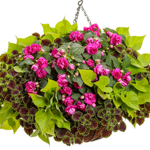 Sweet Caroline Sweetheart Lime Sweet Potato Vine | Proven Winners