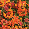 Luscious Marmalade lantana with orange blooms in a pot