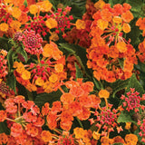 Luscious Marmalade lantana with orange blooms in a pot