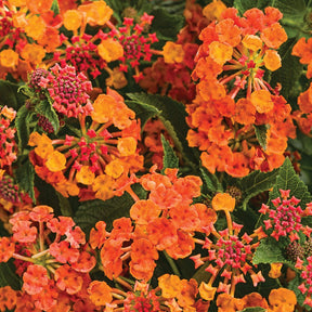 Luscious Marmalade lantana with orange blooms in a pot