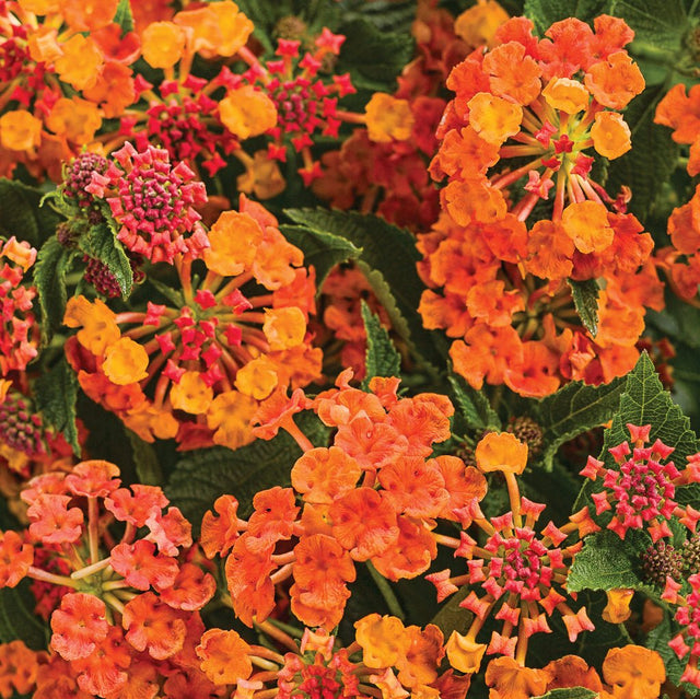 Luscious Marmalade lantana with orange blooms in a pot