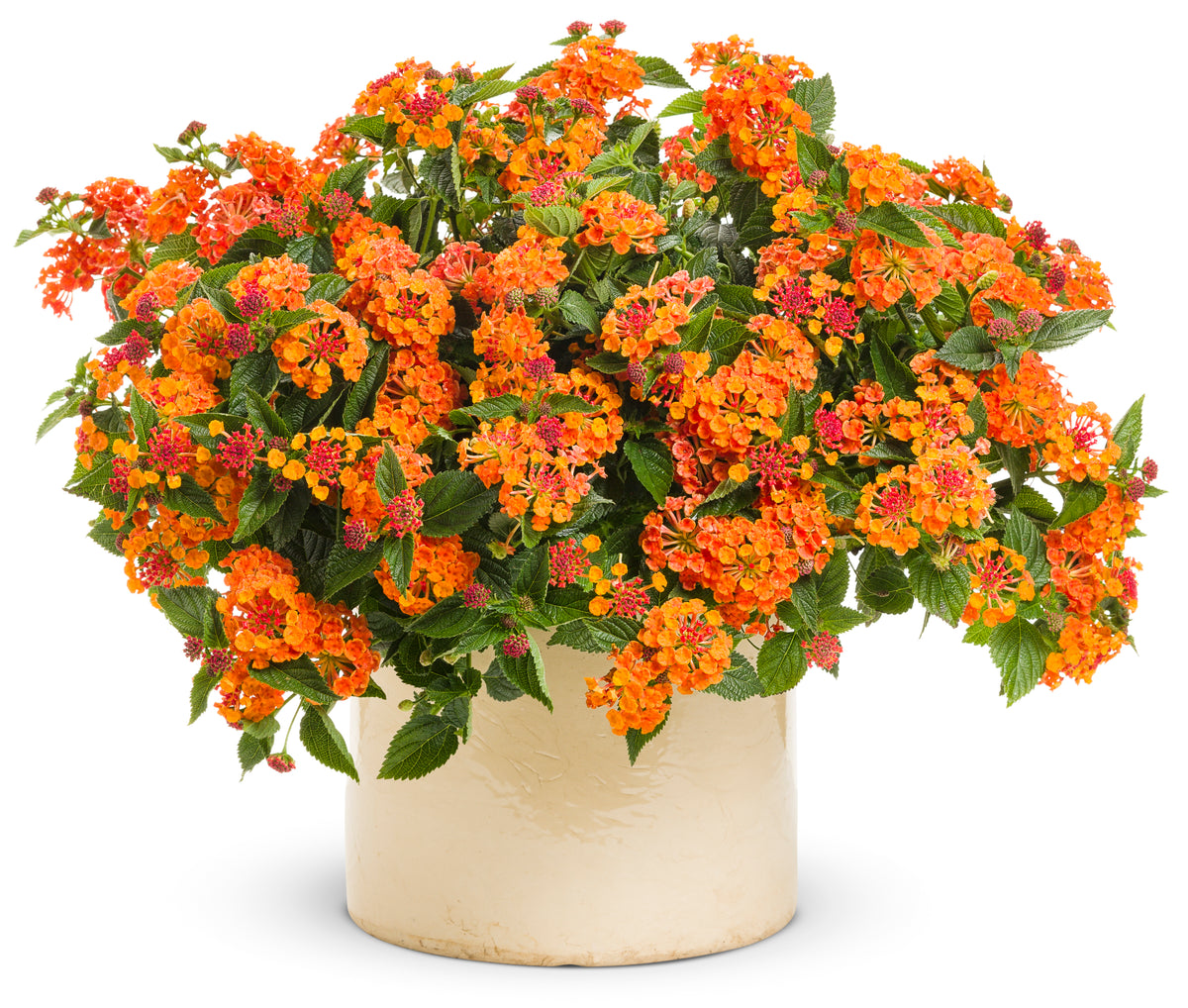 Luscious Marmalade lantana with orange blooms in a pot