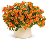 Luscious Marmalade lantana with orange blooms in a pot