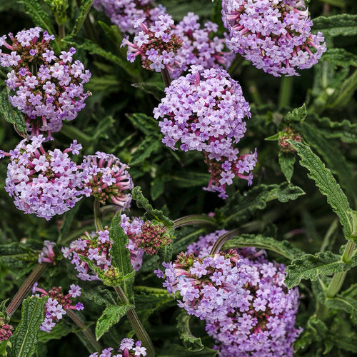 Meteor Shower® verbena with purple flowers in a pot