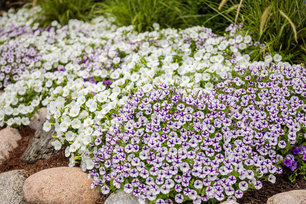 Supertunia Mini Vista® Violet Star Petunia | Proven Winners
