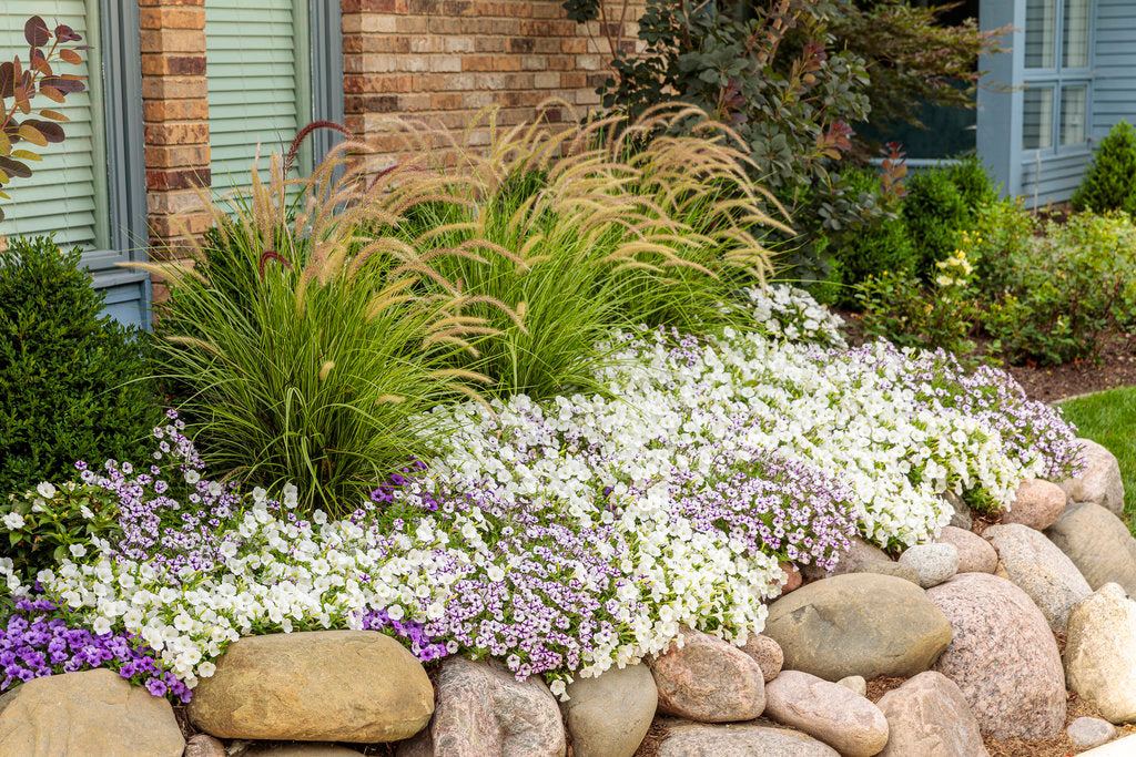Supertunia Mini Vista® White Petunia | Proven Winners – Creekside
