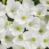 Supertunia Mini Vista white petunia in a pot