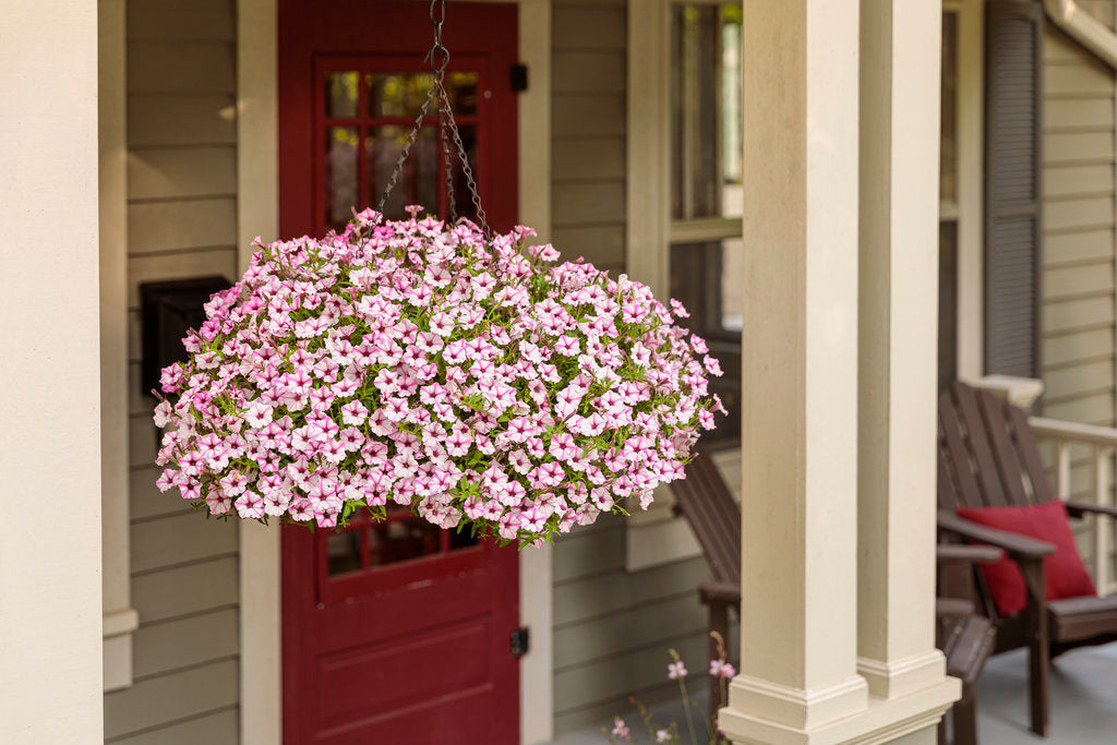 Supertunia Mini Vista Pink Star petunia in a pot