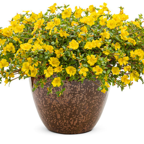 Mojave Yellow Portulaca with yellow blooms in a pot