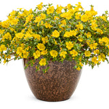 Mojave Yellow Portulaca with yellow blooms in a pot