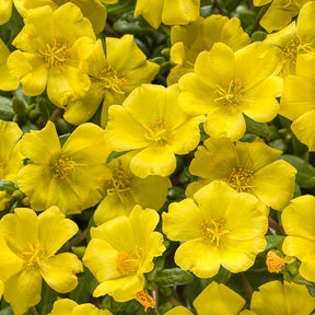 Mojave Yellow Portulaca in a pot with yellow blooms