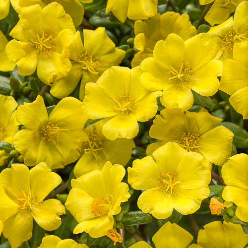 Mojave Yellow Portulaca in a pot with yellow blooms