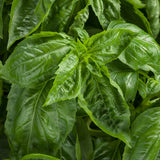 Amazel Basil in a nursery pot with upright green leaves