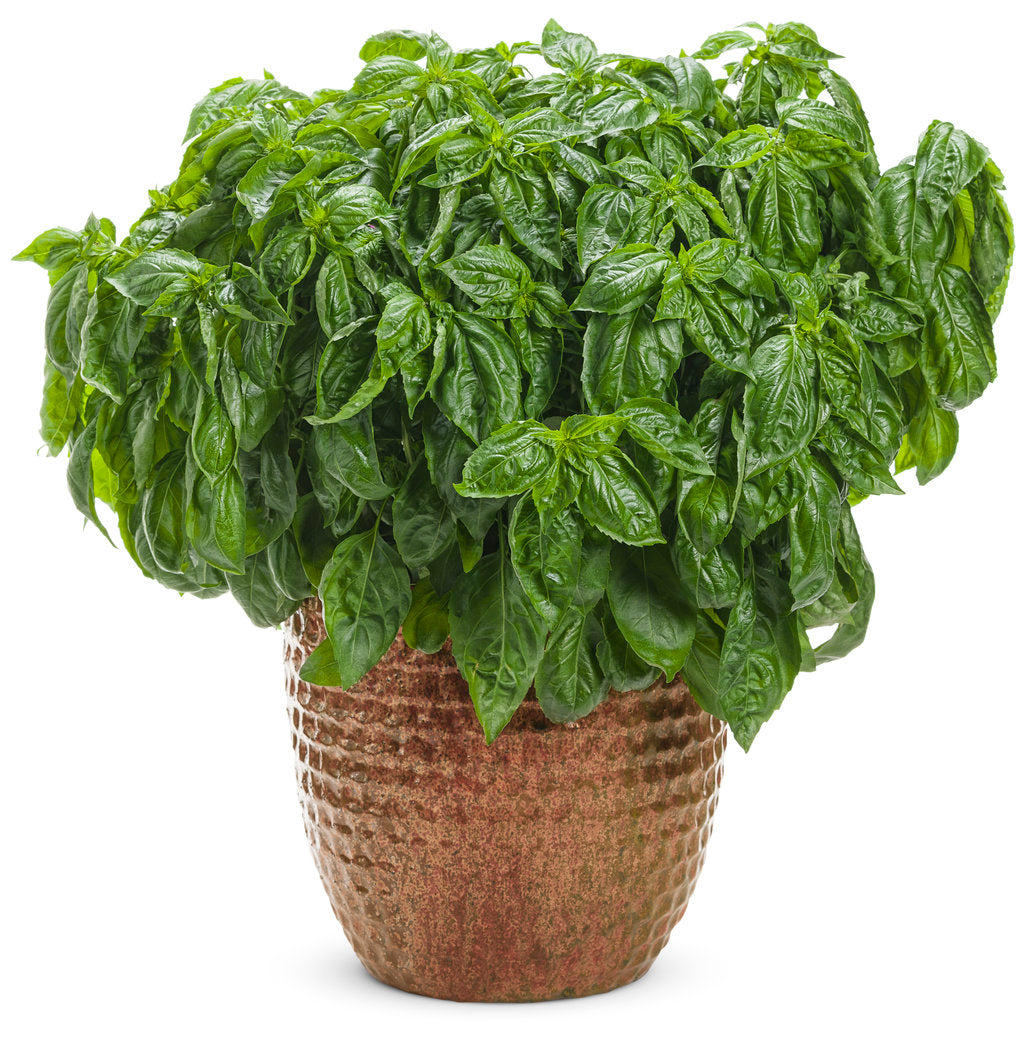 Amazel Basil® – Creekside Nursery, Inc