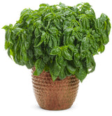 Amazel Basil plant in a nursery pot