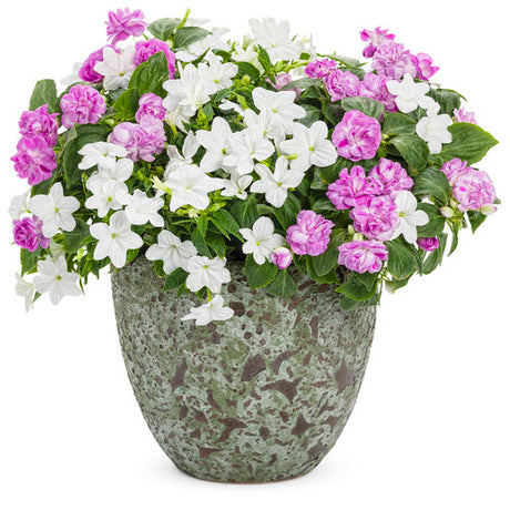 Rockapulco Wisteria double impatiens blooming in a pot