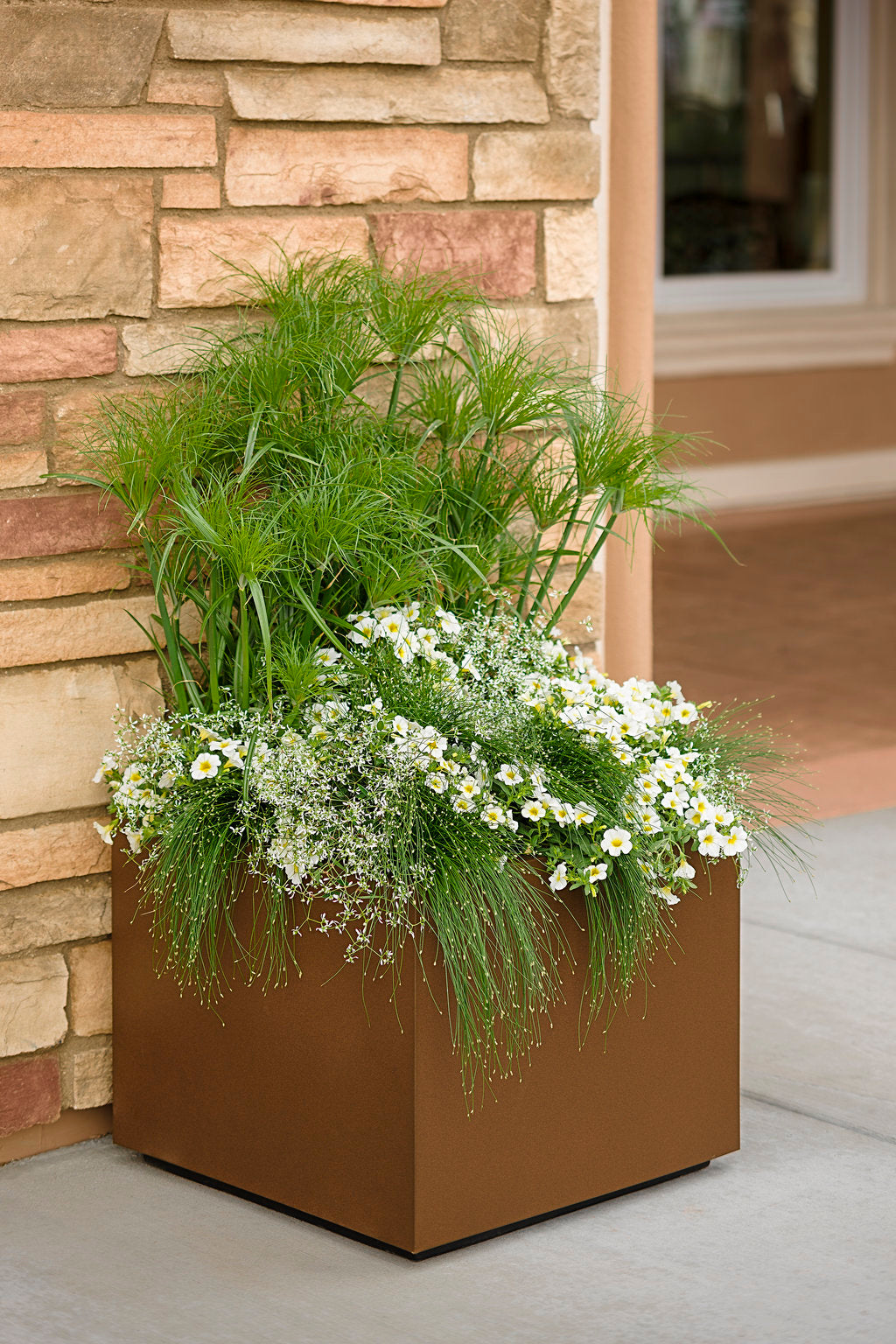 Proven Winners Euphorbia Diamond Frost - Thumbnail 3