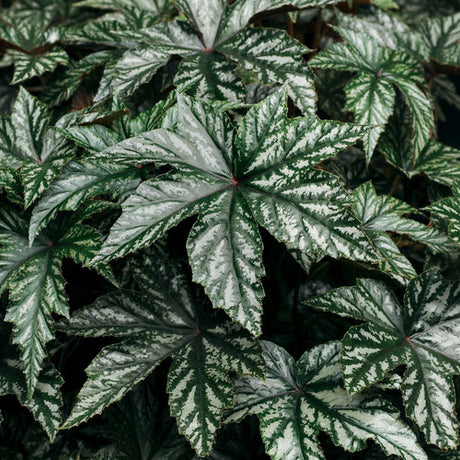 Pegasus begonia with variegated leaves in a pot