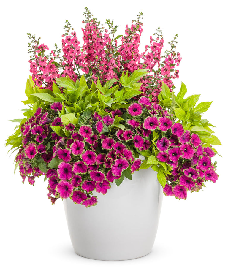 angelonia plant in pots Angelface® Perfectly Pink Angelonia