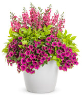 Angelface Perfectly Pink angelonia in a nursery pot