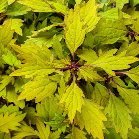 ColorBlaze Royale Pineapple Brandy coleus in a pot