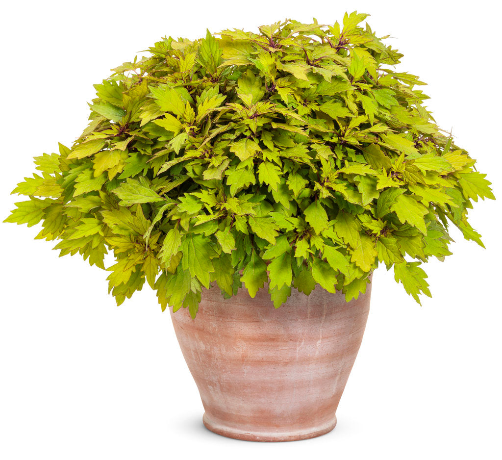 ColorBlaze Royale Pineapple Brandy Coleus - Thumbnail 3