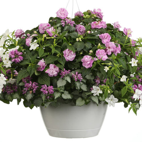 Rockapulco Wisteria double impatiens in a pot