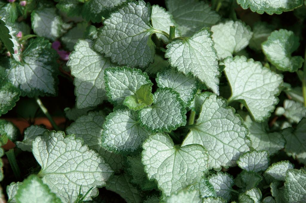 Pink Chablis lamium with pink flowers and silver leaves