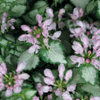 Pink Chablis lamium with pink and silver variegated leaves