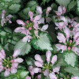 Pink Chablis lamium with pink and silver variegated leaves