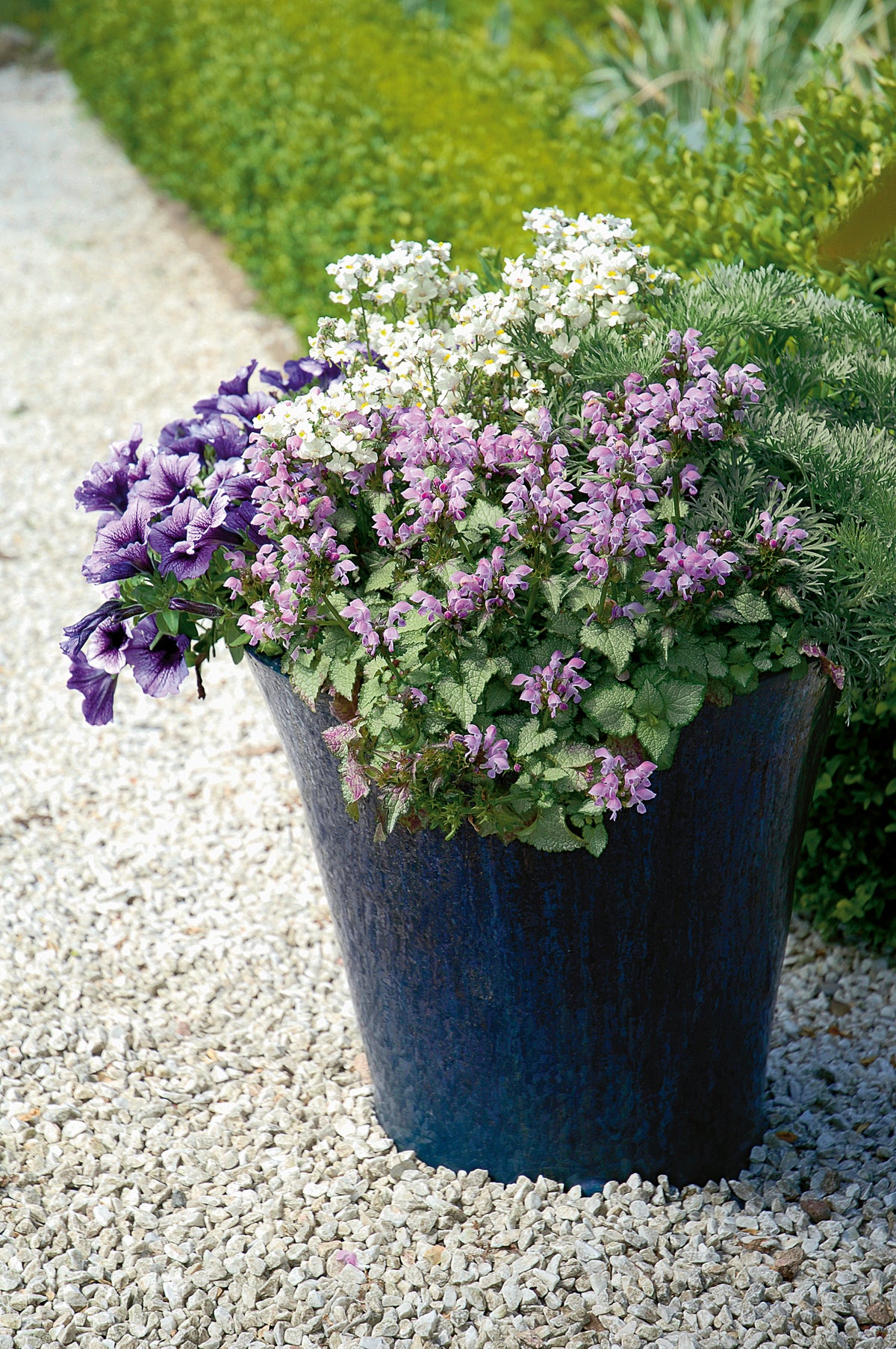 Pink Chablis lamium in a nursery pot with variegated leaves