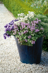 Pink Chablis lamium in a nursery pot with variegated leaves