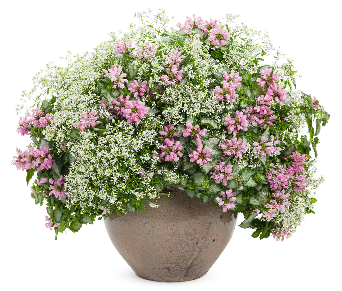 Pink Chablis lamium in a pot with pink and silver leaves