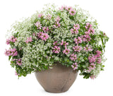Pink Chablis lamium in a pot with pink and silver leaves